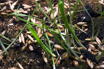 the ground seeds and seedlings