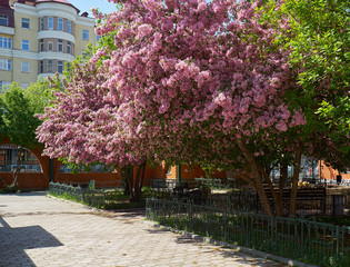 Naklejka premium Blooming apple trees in the spring in the zoo park in Yekaterinb