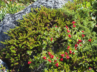 Fototapeta na wymiar Dwarf cornel with berries