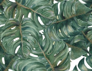 Bezszwowy wzór z tropikalnym podziałem Opuszcza Filodendron rośliny botanicznego akwarela obraz na białym tle - 101969533