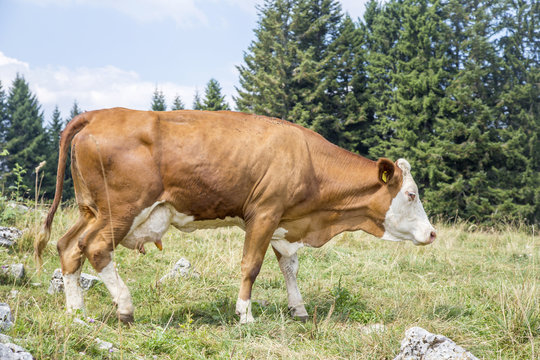 Brown cow walking on an alpine pasture