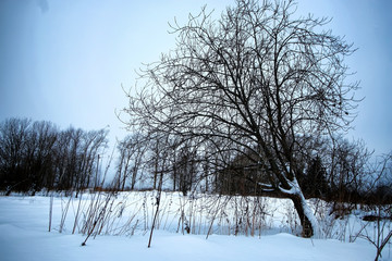 winter field rustic lonely tree