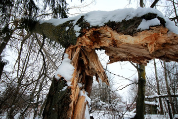 winter broken trunk tree