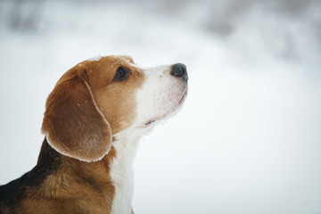 beagle dog outdoor portrait walking in snow