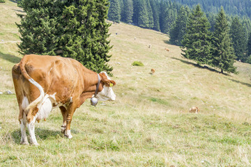 Cow looking the herd grazing on a mountain pasture