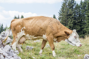 Cow bothered by flies on an alpine pasture