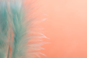 Голубое перо на персиковом фоне