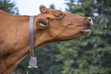 Photo sur Plexiglas Vache Brown cow mooing
