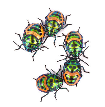 Litchi Bug , Tong Taek Bug, Chrysocoris stollii on white backgro