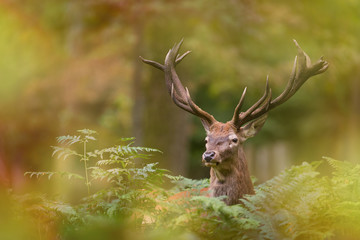 Obraz premium Płyta jelenia jeleniowate ssak król poroża lasu róg rozmycie liść