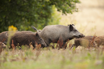 chasse sanglier mammifère cochon sauvage battue chasseur animal - obrazy, fototapety, plakaty