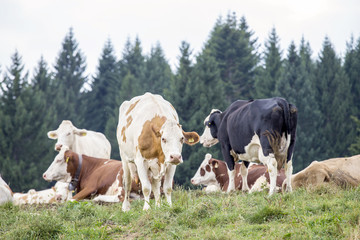 Fototapeta na wymiar Herd of cows grazing on a alpine pasture