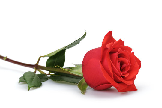 one bright red rose isolated on white