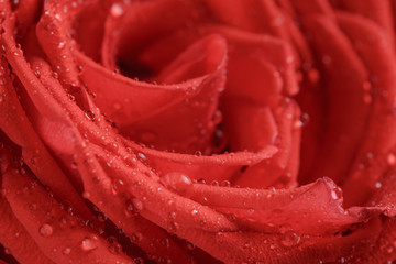 wet bright red rose close up shot