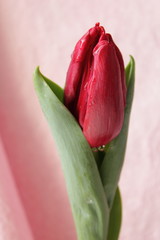 Fresh red tulip