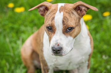 Funny american staffordshire terrier dog with a ladybug on its nose