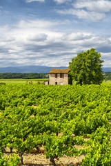 Fototapeta na wymiar Vineyard at summer in Languedoc-Roussillon