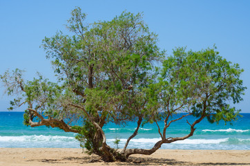 Olive tree on a sandy beach on the background of blue sea