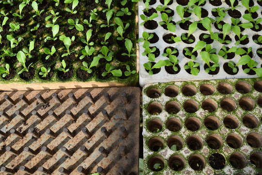 plantlet, tray and tool for planting the borecole in greenhouse in Vietnam