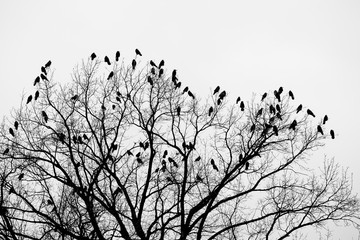 raven on the tree 2