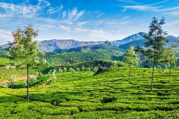 Fototapeta na wymiar Tea plantations, Munnar, Kerala state, India