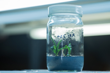 Bottle of plant tissue culture