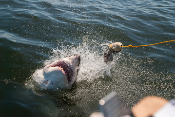 Fototapeta premium Great white shark
