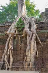 Cambodia, Angkor Archaeological Park