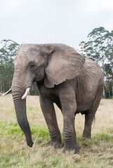 Fototapeta na wymiar An elephant in a game reserve in South Africa