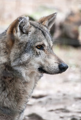 Side view of a hybrid wolf