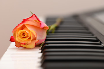 Beautiful rose on the piano keyboard