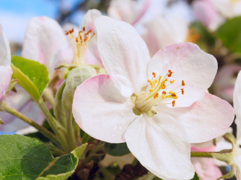 Delicate Apple Tree Flower In Spring