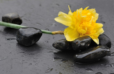 jonquille à fleur double sur galets noirs mouillés 