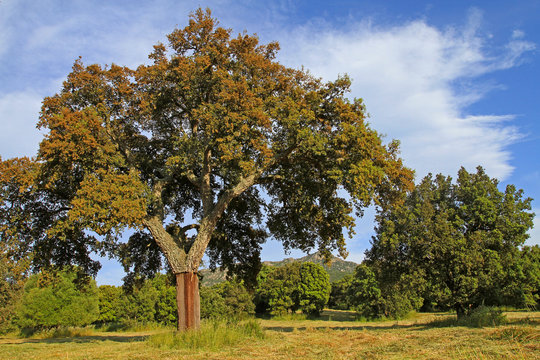 La grande quercia