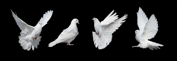 Fotobehang Vier witte duiven © epitavi
