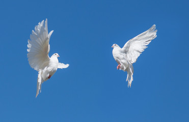 Two white dovse