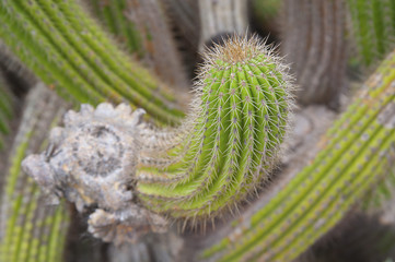 Cactus Mammillaria closeup..