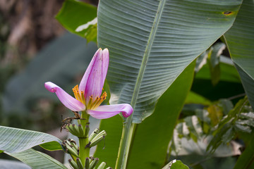 Banana blossom