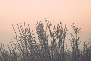 branch in hoar frost on cold morning - vintage effect toned