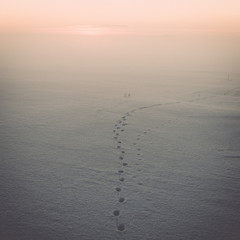 animal footsteps in snow  on cold morning - vintage effect toned