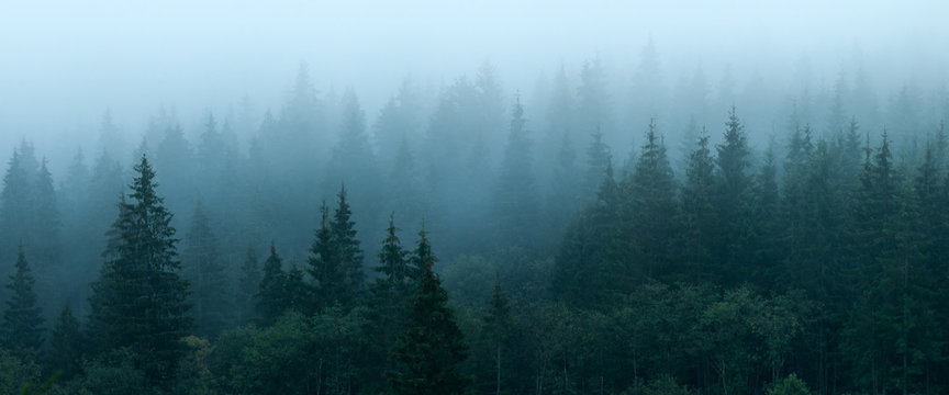 Fog spruce hotsell