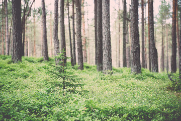 Old forest with moss covered trees and rays of sun in summer - v