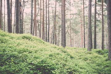 Old forest with moss covered trees and rays of sun in summer - v