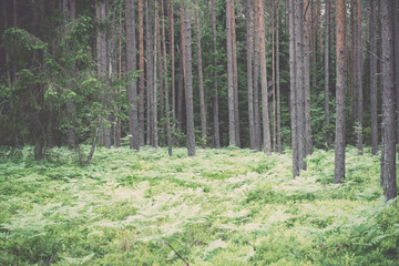 Old forest with moss covered trees and rays of sun in summer - v