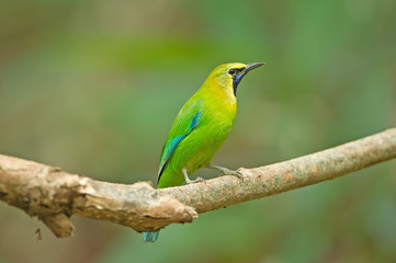 Bird Name Blue winged Leaf bird