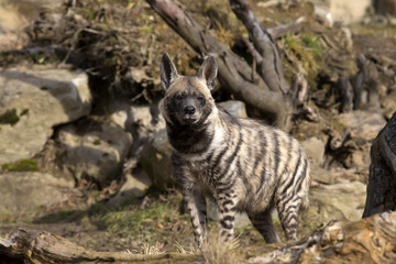 Striped Hyaena, Hyaena Hyaena, attentively watching nearby