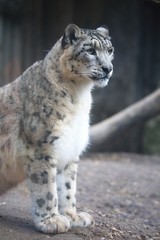 Obraz premium snow leopard, Uncia uncia, observing prey
