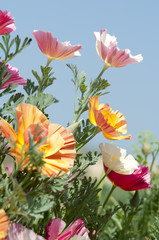 Obraz premium beautiful Escholzia in garden
