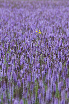 beautiful purple field of Agastache with one yellow flower