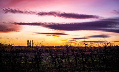 Traumhafter Sonnenuntergang in Rheinhessen im Winter